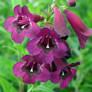 Penstemon Pensham Eleanor Young